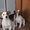Элитные щенки Джек Рассел Терьера (Фильм "Маска") - Изображение #1, Объявление #1110953