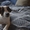 Элитные щенки Джек Рассел Терьера (Фильм "Маска") - Изображение #3, Объявление #1110953