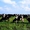 КРС живым весом: бычки,  телята,  телки,  коровняк #1118883