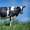 Доильные коровы (крупный рогатый скот) #1151864