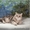 Шотландский ШОУ-котик - Изображение #1, Объявление #1206492