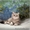 Шотландский ШОУ-котик - Изображение #2, Объявление #1206492