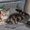 Шотландский ШОУ-котик - Изображение #4, Объявление #1206492