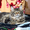 Котята мейн-кун: кошечки из питомника - Изображение #7, Объявление #1241687