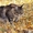 Котята мейн-кун: кошечки из питомника - Изображение #8, Объявление #1241687
