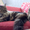 Котята мейн-кун: кошечки из питомника - Изображение #3, Объявление #1241687
