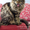 Котята мейн-кун: кошечки из питомника