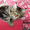 Котята мейн-кун: кошечки из питомника - Изображение #2, Объявление #1241687