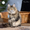 Котята мейн-кун: кошечки из питомника - Изображение #10, Объявление #1241687