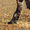 Котята мейн-кун: кошечки из питомника - Изображение #9, Объявление #1241687