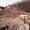 недвижимость в Болгари земельный участок в местечке Монастырский Рид Варна - Изображение #6, Объявление #1243105