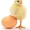 Цыплята бройлеры от производителя! В РОЗНИЦУ и Оптом! - Изображение #3, Объявление #1247487