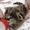 Продам котенка домашнего сервала - Изображение #3, Объявление #1261920