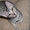 Продаются котята редкой породы Оцикет - Изображение #2, Объявление #1295292