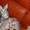 Продаются котята редкой породы Оцикет - Изображение #1, Объявление #1295292