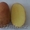 Семенной картофель из Беларуси в России - Изображение #3, Объявление #1287252