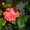 Китайскую розу продам - Изображение #1, Объявление #1509576