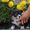 Вельш Корги Пемброк щенки питомник «Nivas Joy» в Алматы Казахстан - Изображение #2, Объявление #1578318