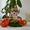 Вельш Корги Пемброк щенки питомник «Nivas Joy» в Алматы Казахстан - Изображение #3, Объявление #1578318