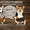 Вельш Корги Пемброк щенки питомник «Nivas Joy» в Алматы Казахстан - Изображение #1, Объявление #1578318