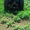 Трактор МТЗ-82 в комплекте с телегами - Изображение #2, Объявление #1585486