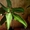 Цветок пеларгонии как подарок - Изображение #1, Объявление #1588570