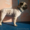 Стрижка кошек и собак без наркоза в Астане - Изображение #1, Объявление #1589542