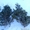 Новогодние хвойные деревья оптом - Ель, Пихта, Сосна - Изображение #3, Объявление #1594328