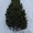 Новогодние хвойные деревья оптом - Ель, Пихта, Сосна - Изображение #4, Объявление #1594328