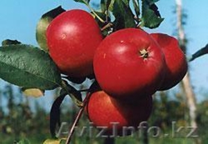 Яблоки польские по цене производителя!!! - Изображение #1, Объявление #54341