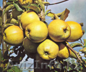 Яблоки польские по цене производителя!!! - Изображение #3, Объявление #54341
