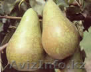 Яблоки польские по цене производителя!!! - Изображение #4, Объявление #54341