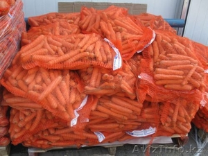 Продам польский  Морковь ,Капуста белокочанная, крупным оптом  - Изображение #5, Объявление #54585