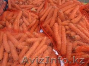 Продам польский  Морковь ,Капуста белокочанная, крупным оптом  - Изображение #3, Объявление #54585