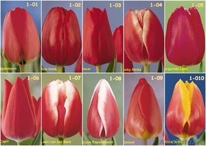 Тюльпаны свежесрезанные - Изображение #2, Объявление #176734