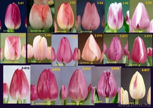 Тюльпаны свежесрезанные - Изображение #3, Объявление #176734
