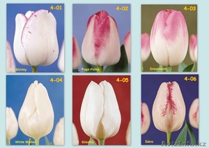 Тюльпаны свежесрезанные - Изображение #4, Объявление #176734