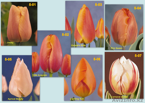 Тюльпаны свежесрезанные - Изображение #5, Объявление #176734