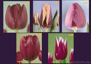 Тюльпаны свежесрезанные - Изображение #6, Объявление #176734