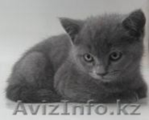 Котята шотландской вислоухой кошки - Изображение #2, Объявление #252392