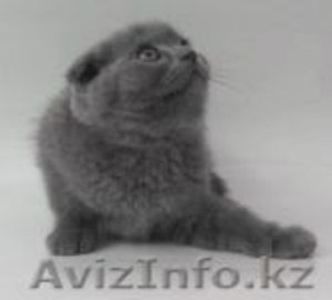 Котята шотландской вислоухой кошки - Изображение #3, Объявление #252392