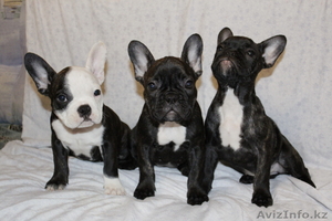 Французики милые щенки