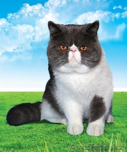 Экзотических котят редких окрасов недорого - Изображение #5, Объявление #294649
