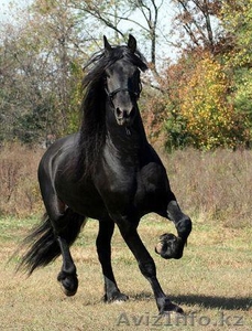 великолепный Фризские лошади - Изображение #1, Объявление #357621
