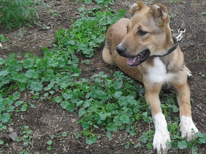 продам щенка туркменского алабая - Изображение #1, Объявление #349295