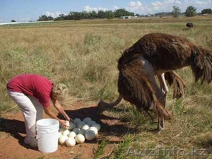 Теперь доступны свежие страуса, эму и Реи яйца - Изображение #2, Объявление #356398