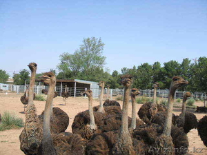 Теперь доступны свежие страуса, эму и Реи яйца - Изображение #3, Объявление #356398