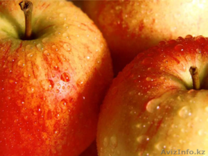 Польские яблоки оптом - Изображение #1, Объявление #428432