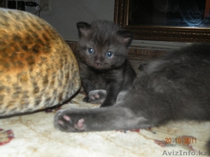  Британские короткошерстные, чистокровные котята. - Изображение #2, Объявление #431562
