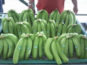 Бананы Эквадор 19,4 - Изображение #1, Объявление #503923